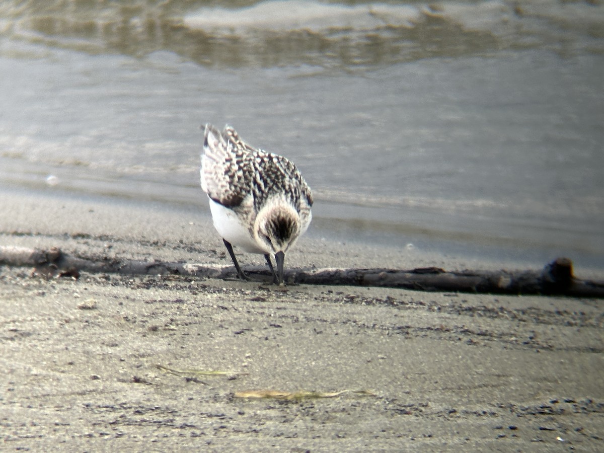 Sanderling - ML623447683