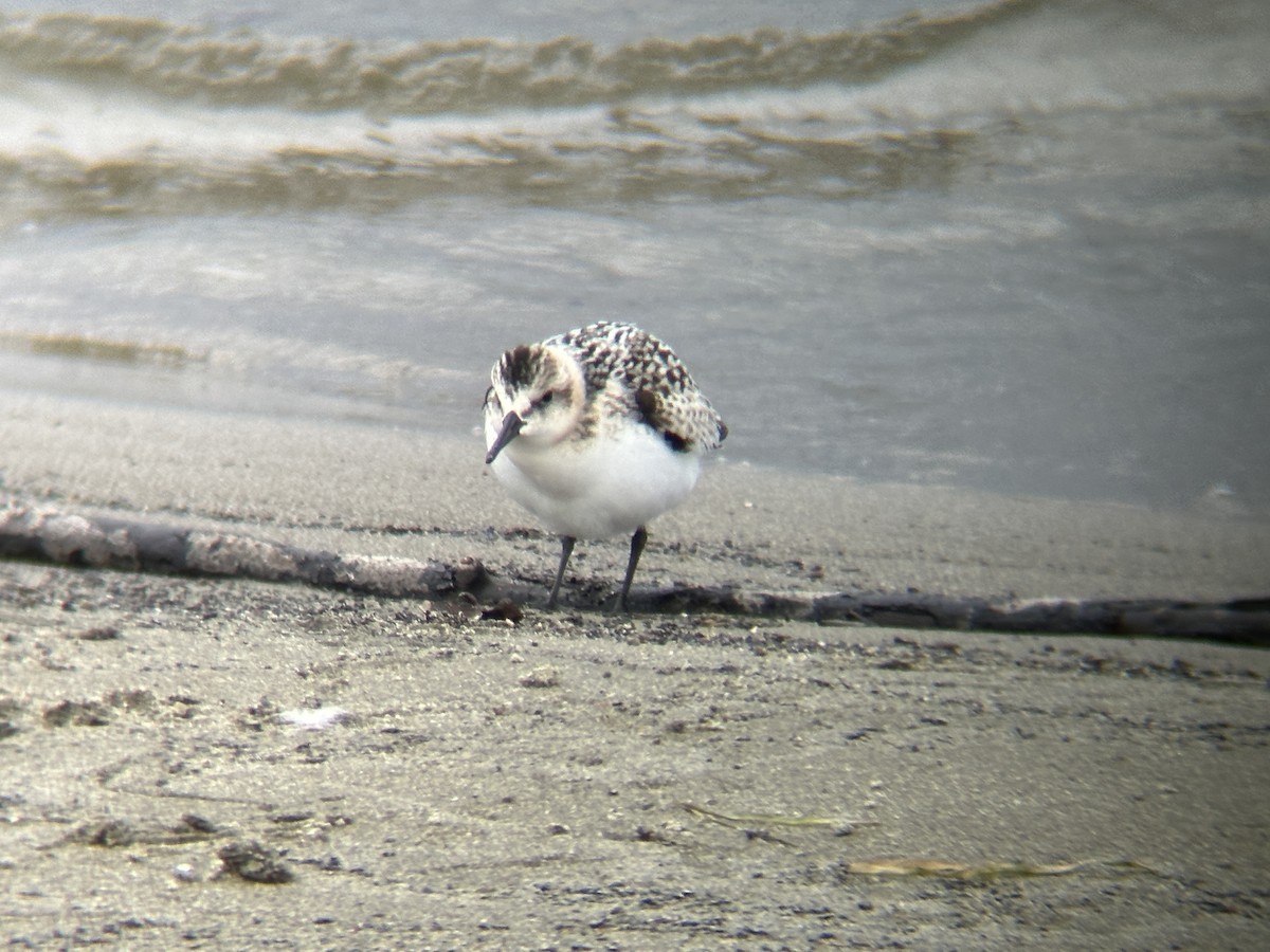 Sanderling - Michael Brockway