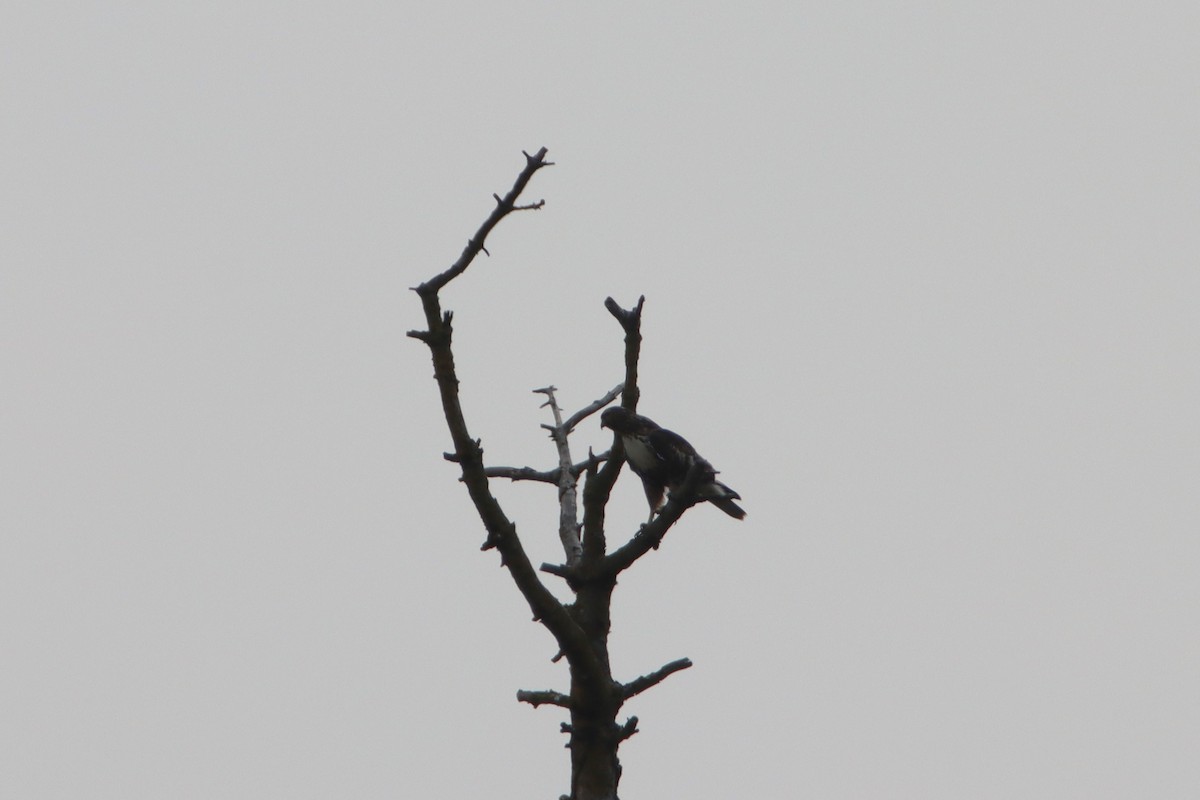 Red-tailed Hawk - ML623447704