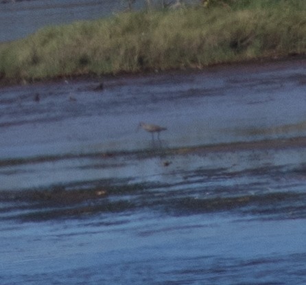 Hudsonian Godwit - ML623447802