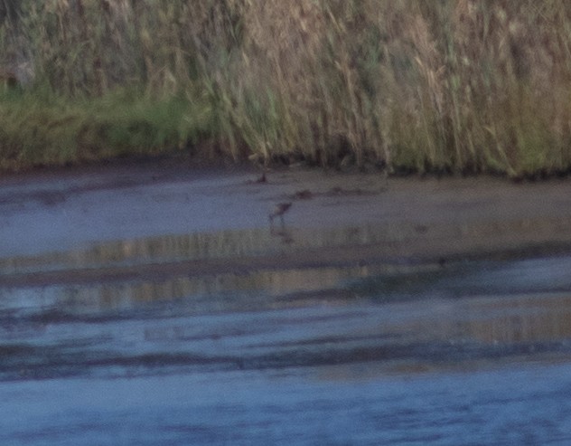 Hudsonian Godwit - ML623447803