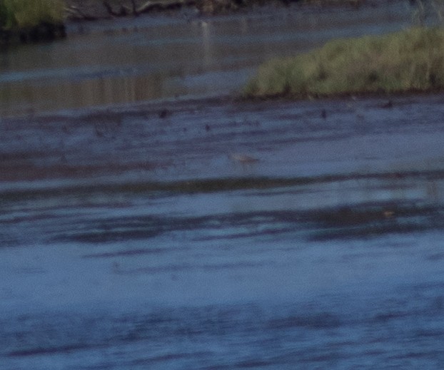 Hudsonian Godwit - ML623447804