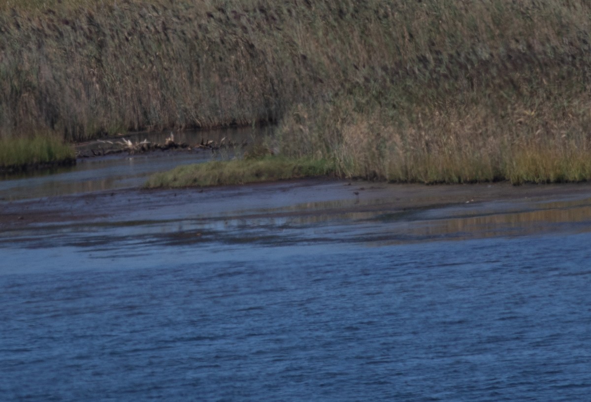 Hudsonian Godwit - ML623447806