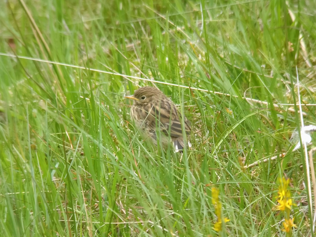 Meadow Pipit - ML62344781