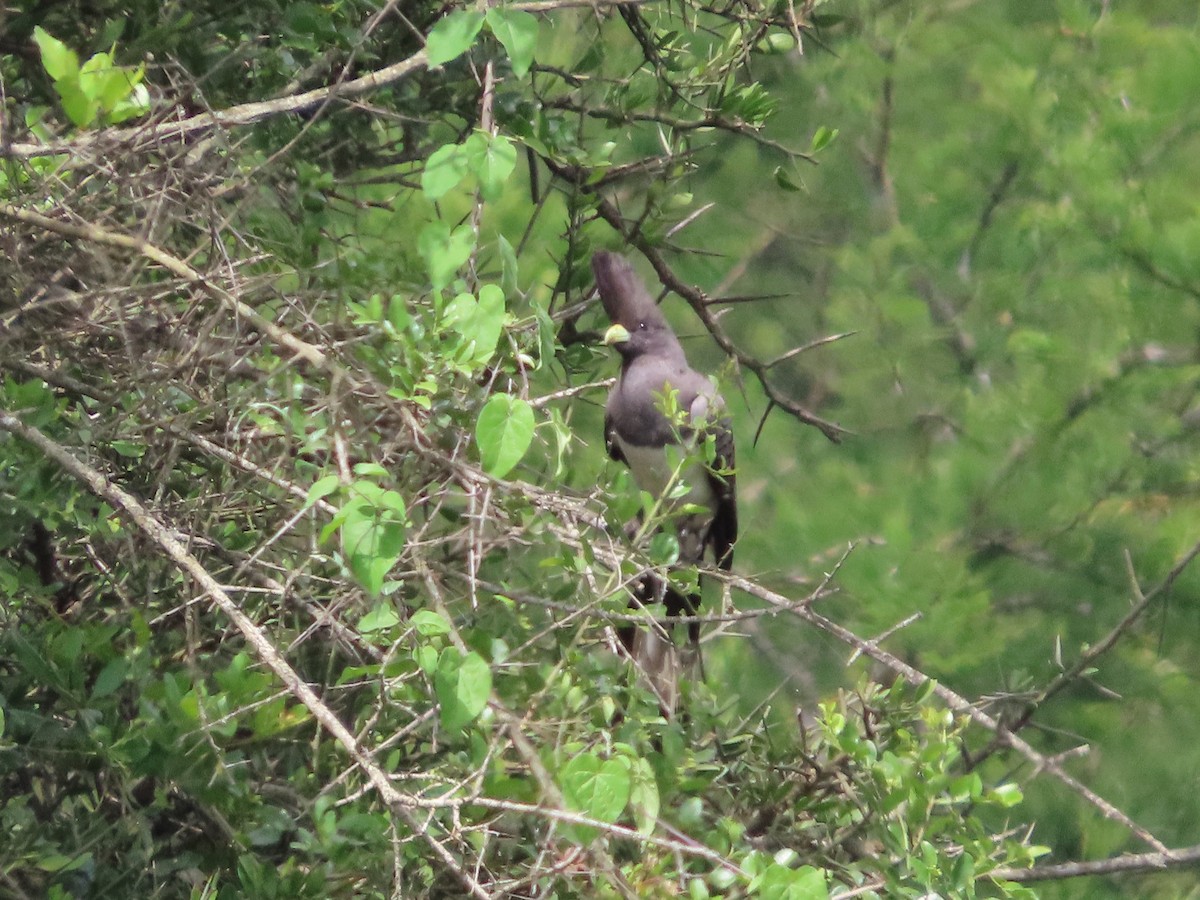 White-bellied Go-away-bird - ML623447822