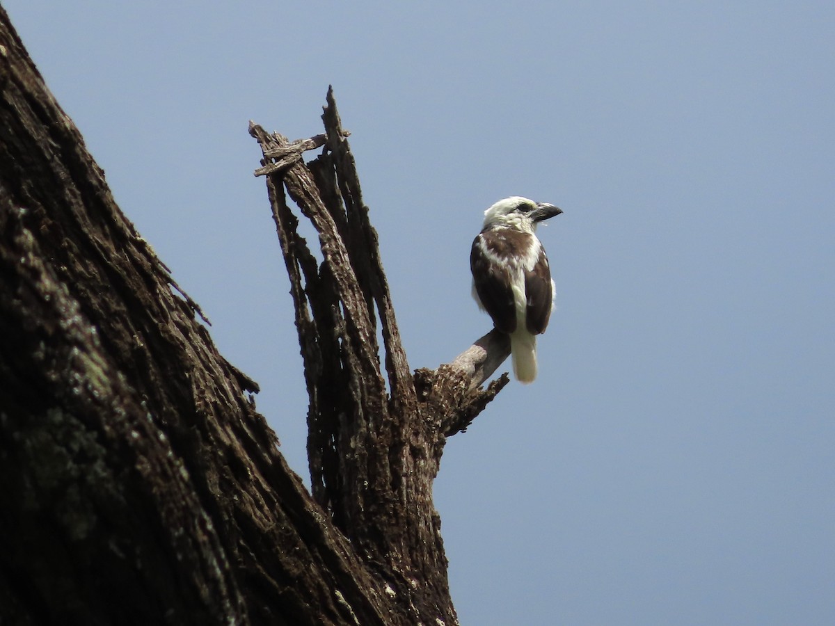 White-headed Barbet - ML623447829