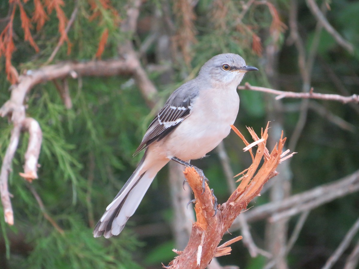 Northern Mockingbird - ML623447847