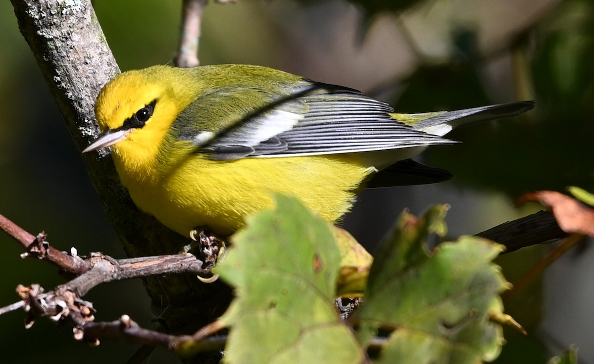 Blue-winged Warbler - ML623447866