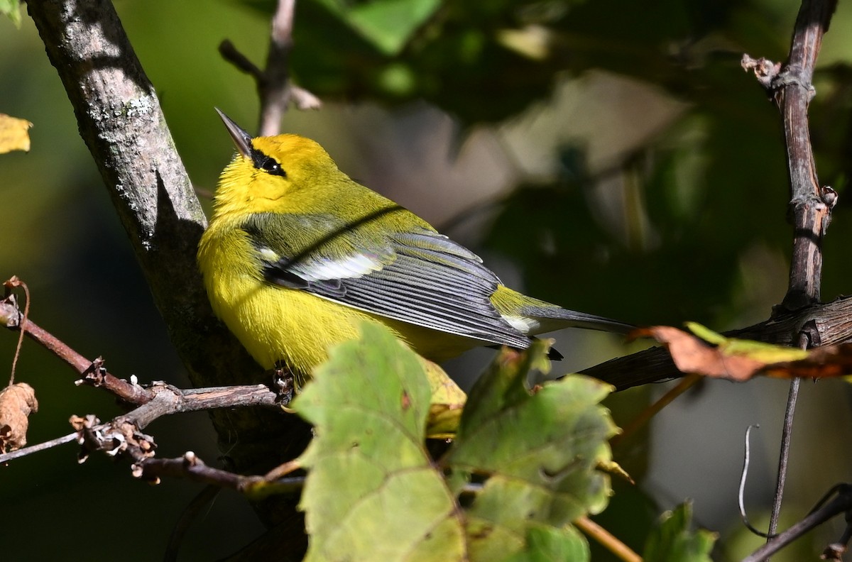 Blue-winged Warbler - ML623447867