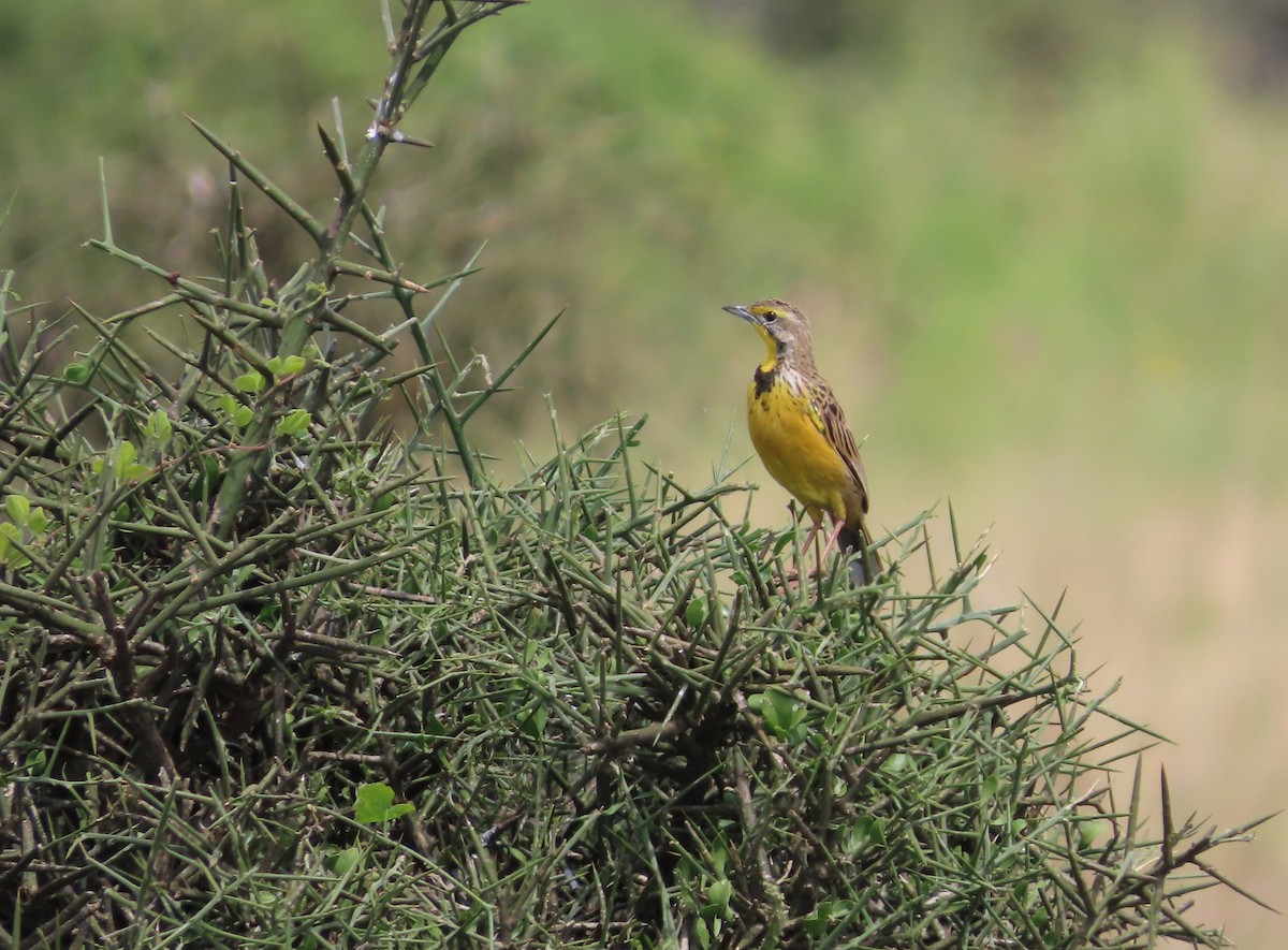 Yellow-throated Longclaw - ML623447896