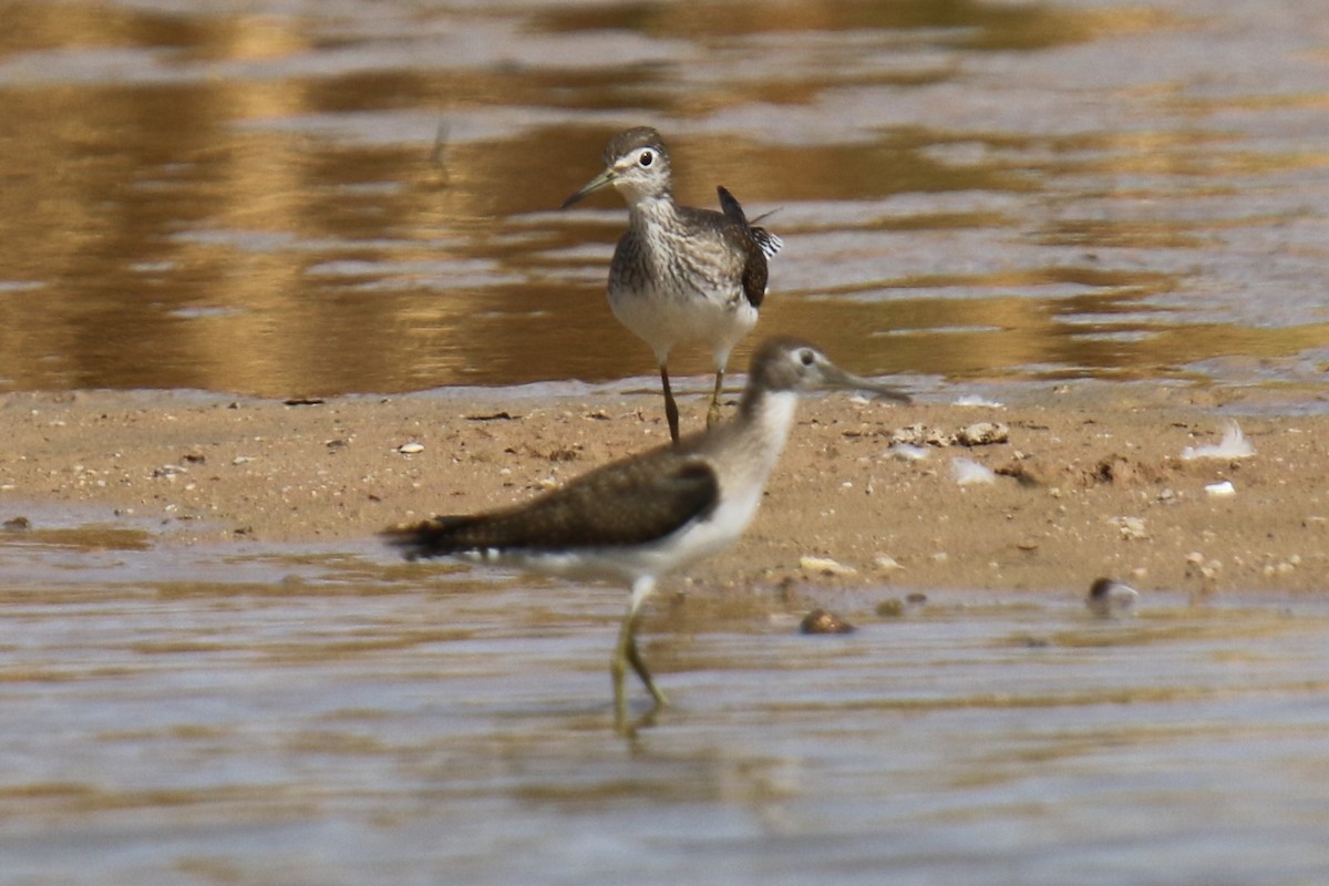 Solitary Sandpiper - ML623447899