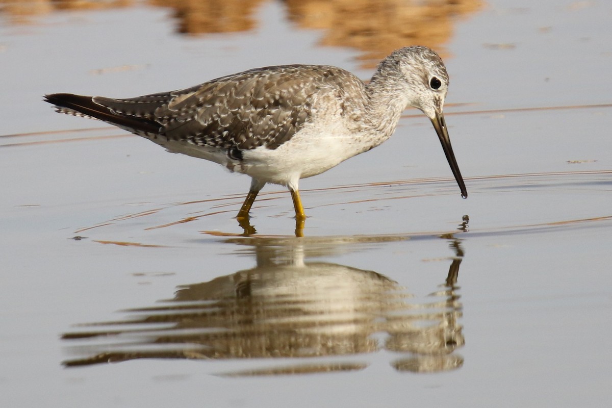 Greater Yellowlegs - ML623447906