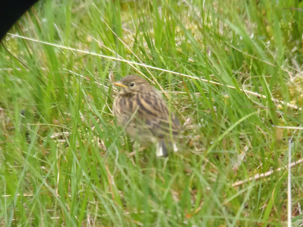 Meadow Pipit - ML62344791