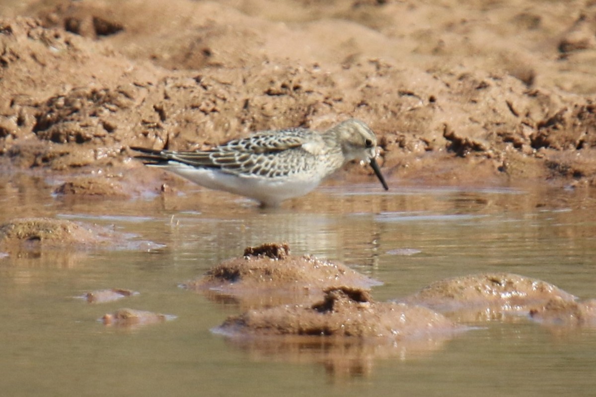 Baird's Sandpiper - ML623447912