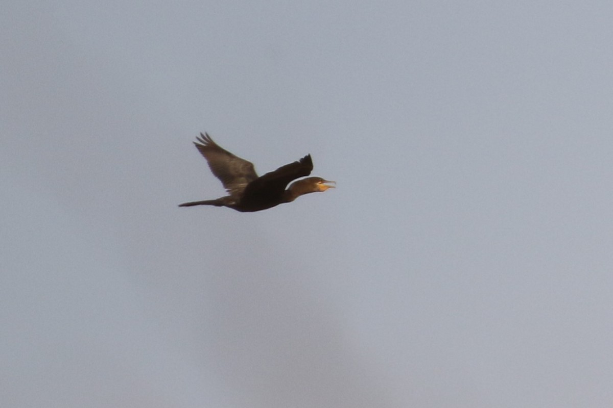 Double-crested Cormorant - ML623447914