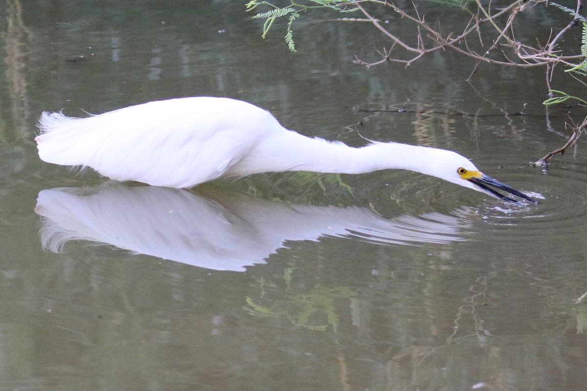 Snowy Egret - ML623447931