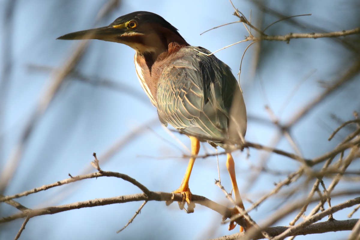 Green Heron - Louis Hoeniger