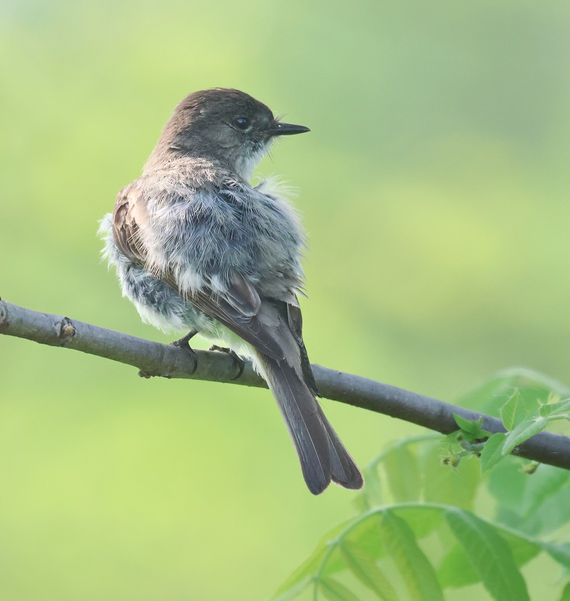 Eastern Phoebe - Kandice Henning