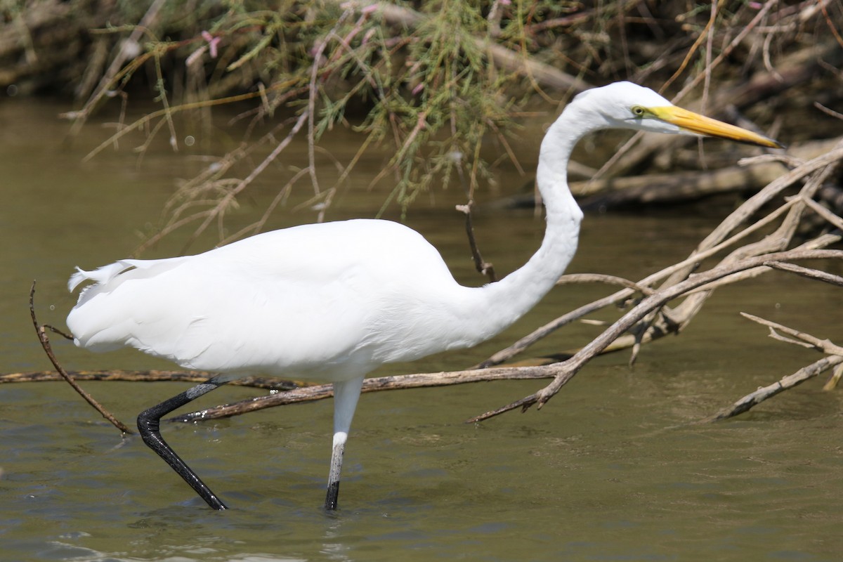 Great Egret - ML623447962