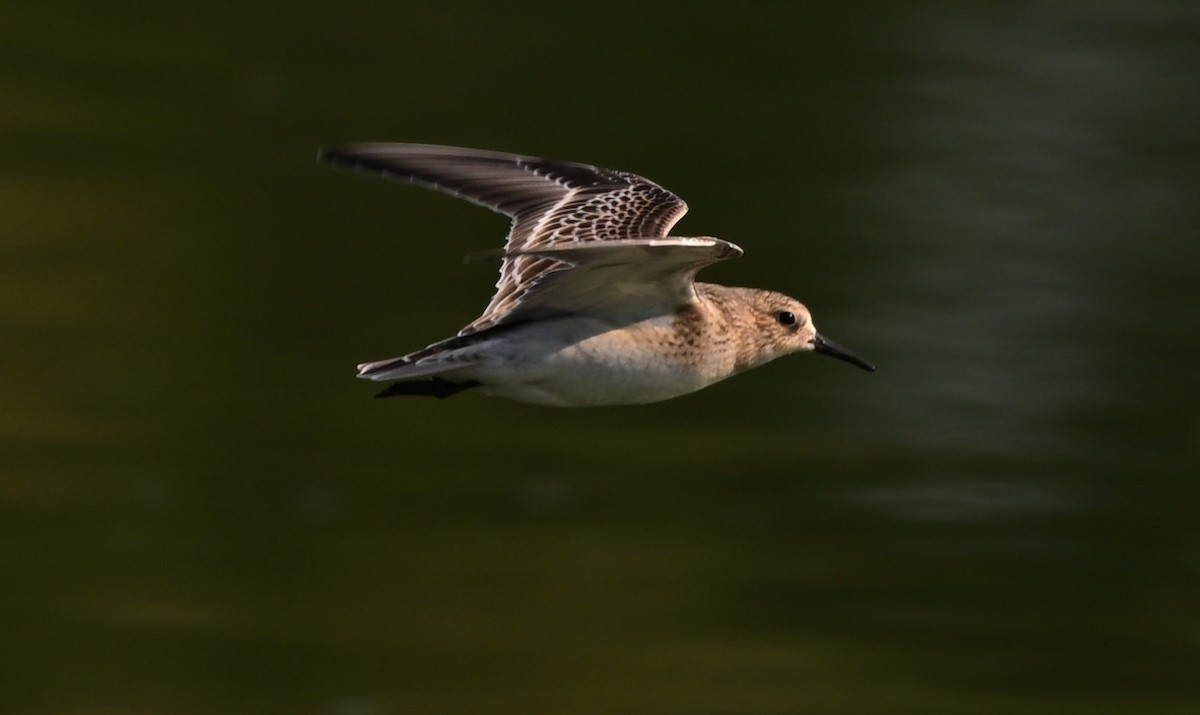 Baird's Sandpiper - ML623447965