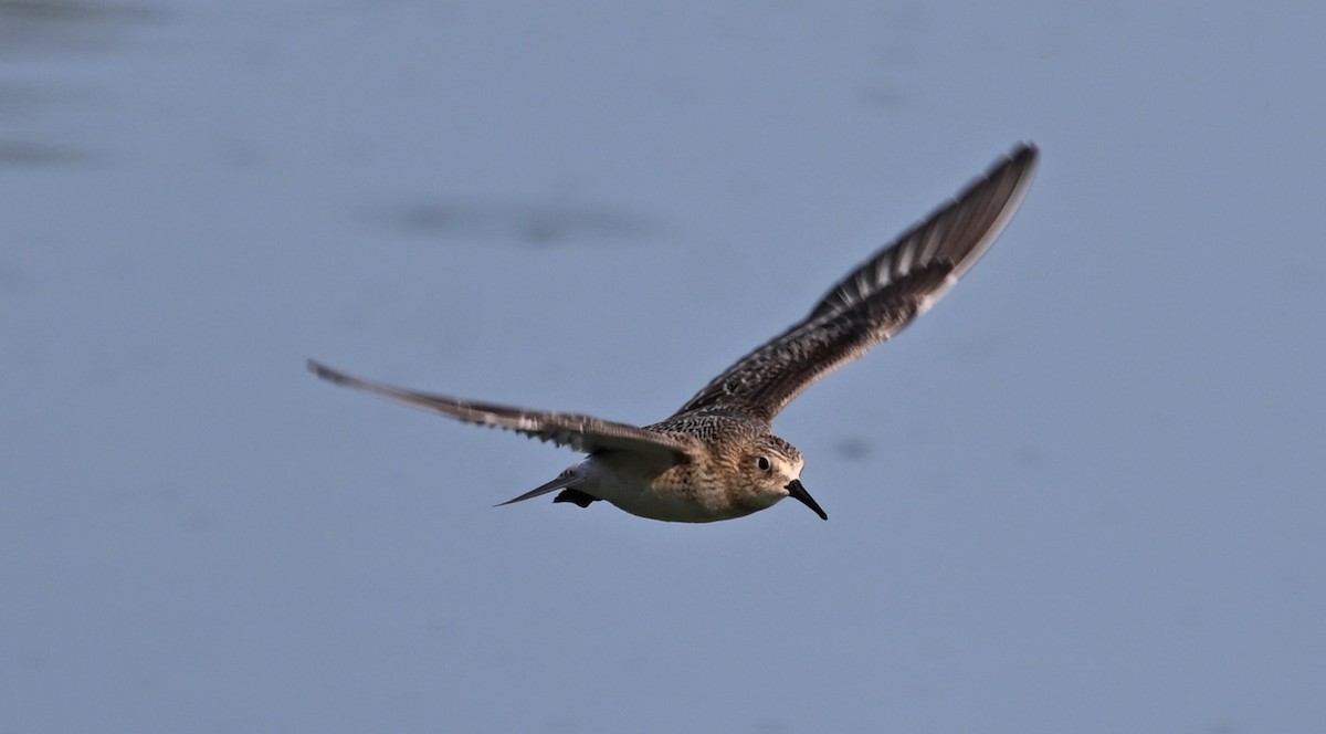 Baird's Sandpiper - ML623447966