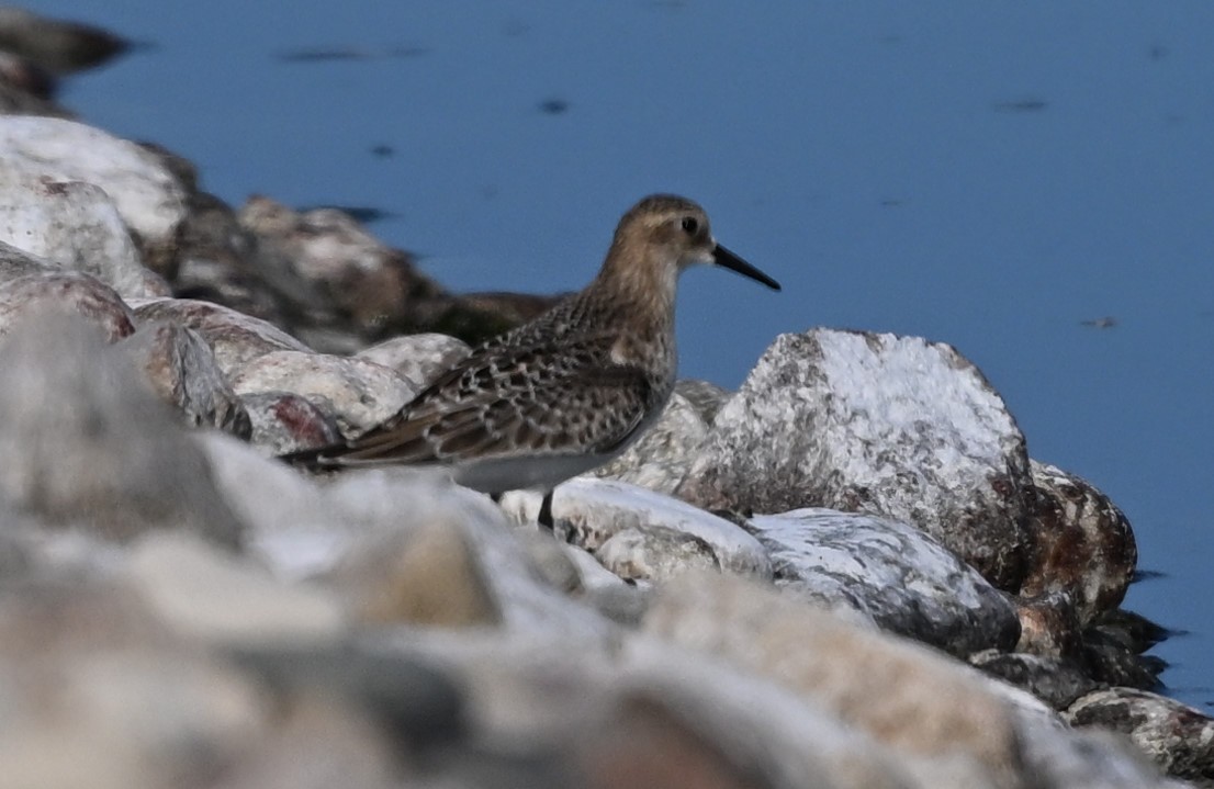 Baird's Sandpiper - ML623447967