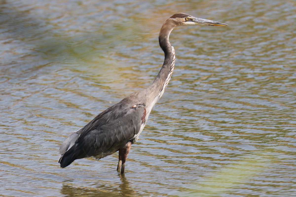 Great Blue Heron (Great Blue) - ML623447969