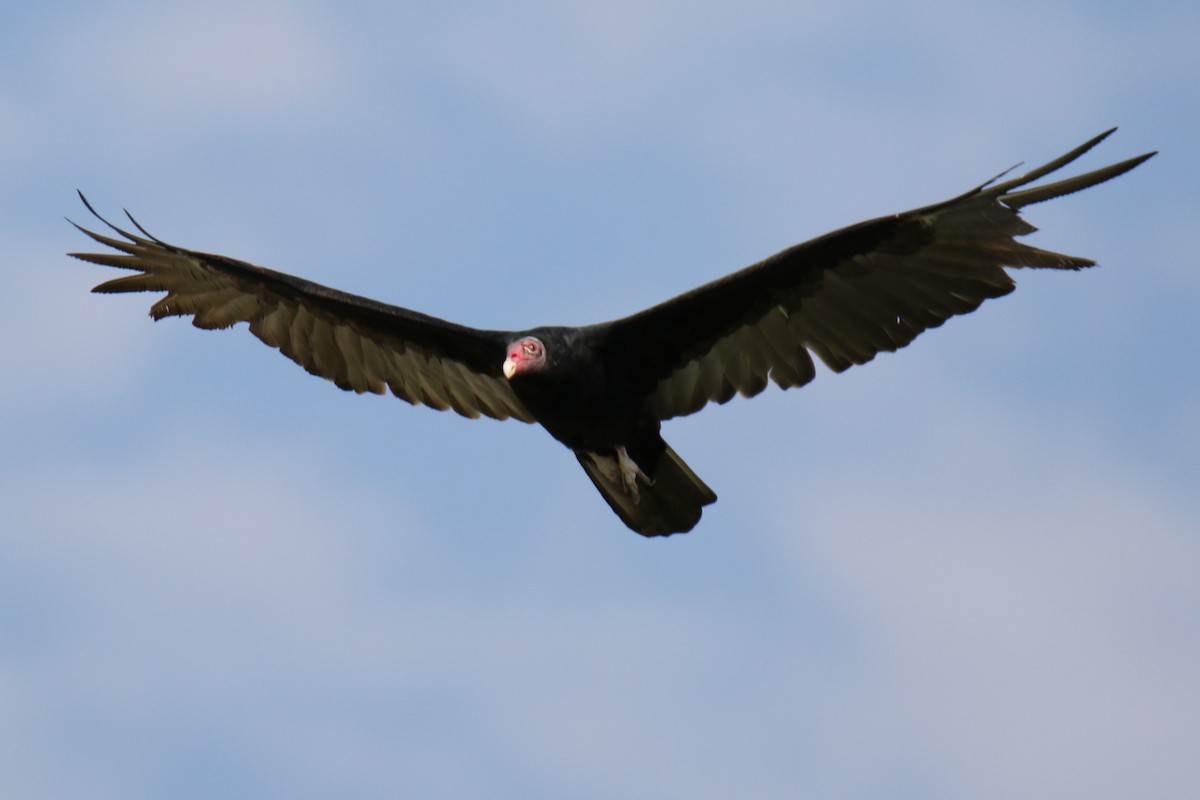 Turkey Vulture - ML623447974