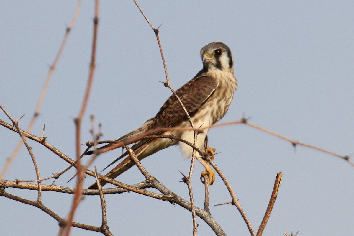 American Kestrel - ML623447975