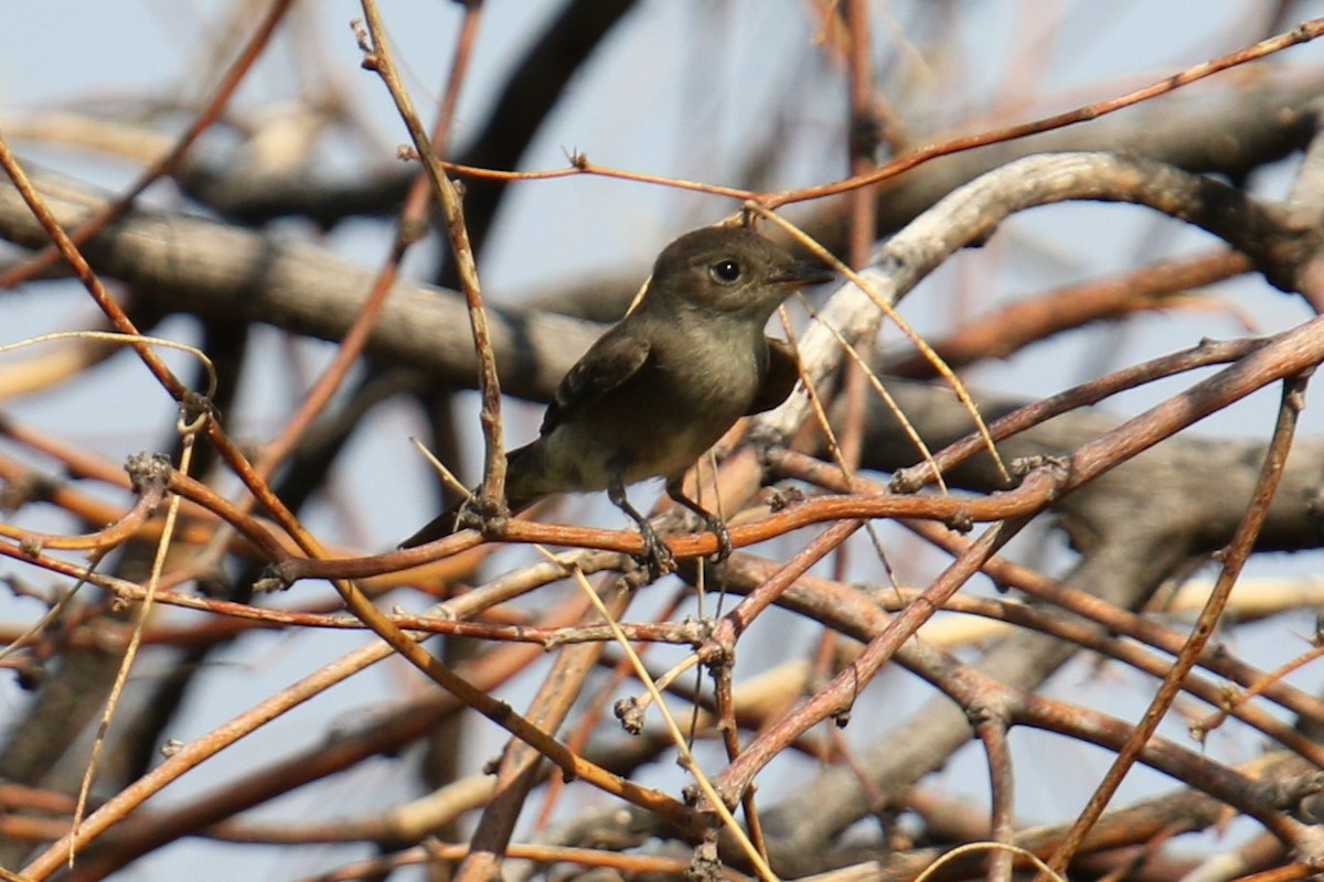 Willow Flycatcher - ML623447979