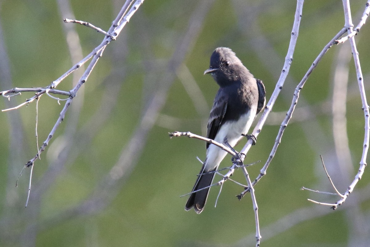 Black Phoebe - ML623447981