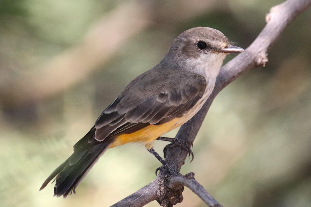 Vermilion Flycatcher - ML623447989