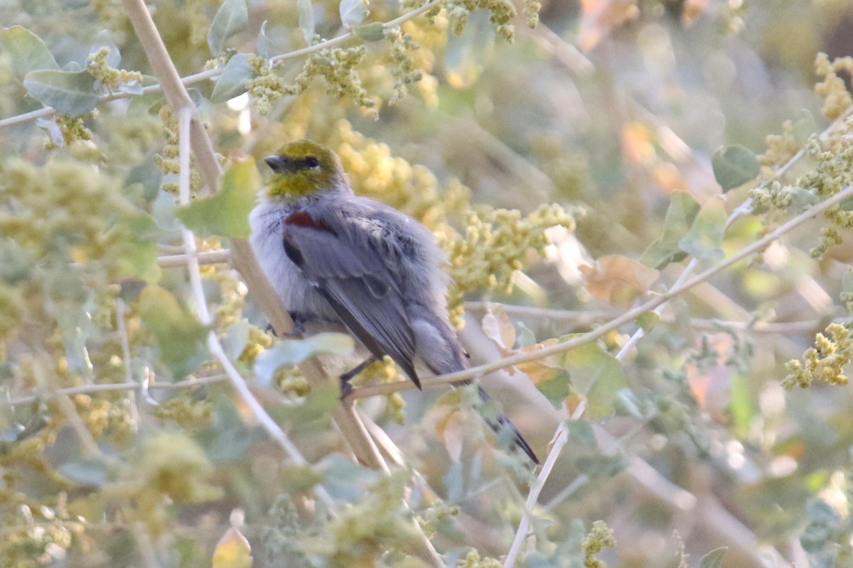 Verdin - Louis Hoeniger