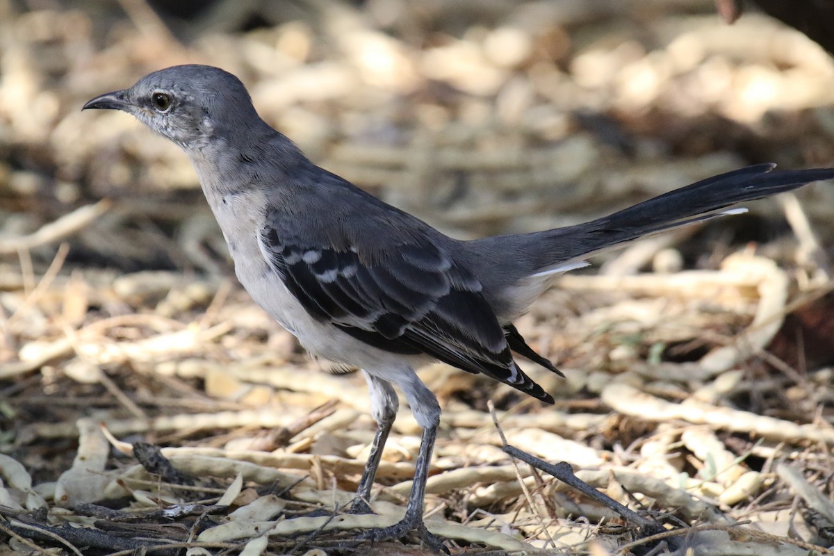 Northern Mockingbird - ML623448005