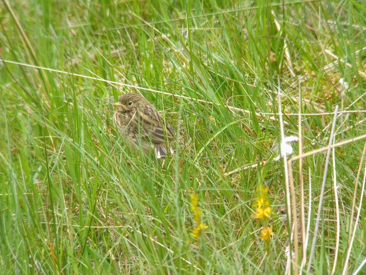 Meadow Pipit - ML62344801