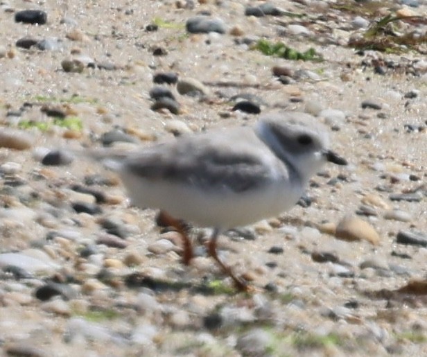 Piping Plover - ML623448020