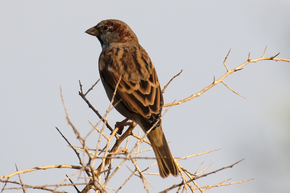 House Sparrow - ML623448027