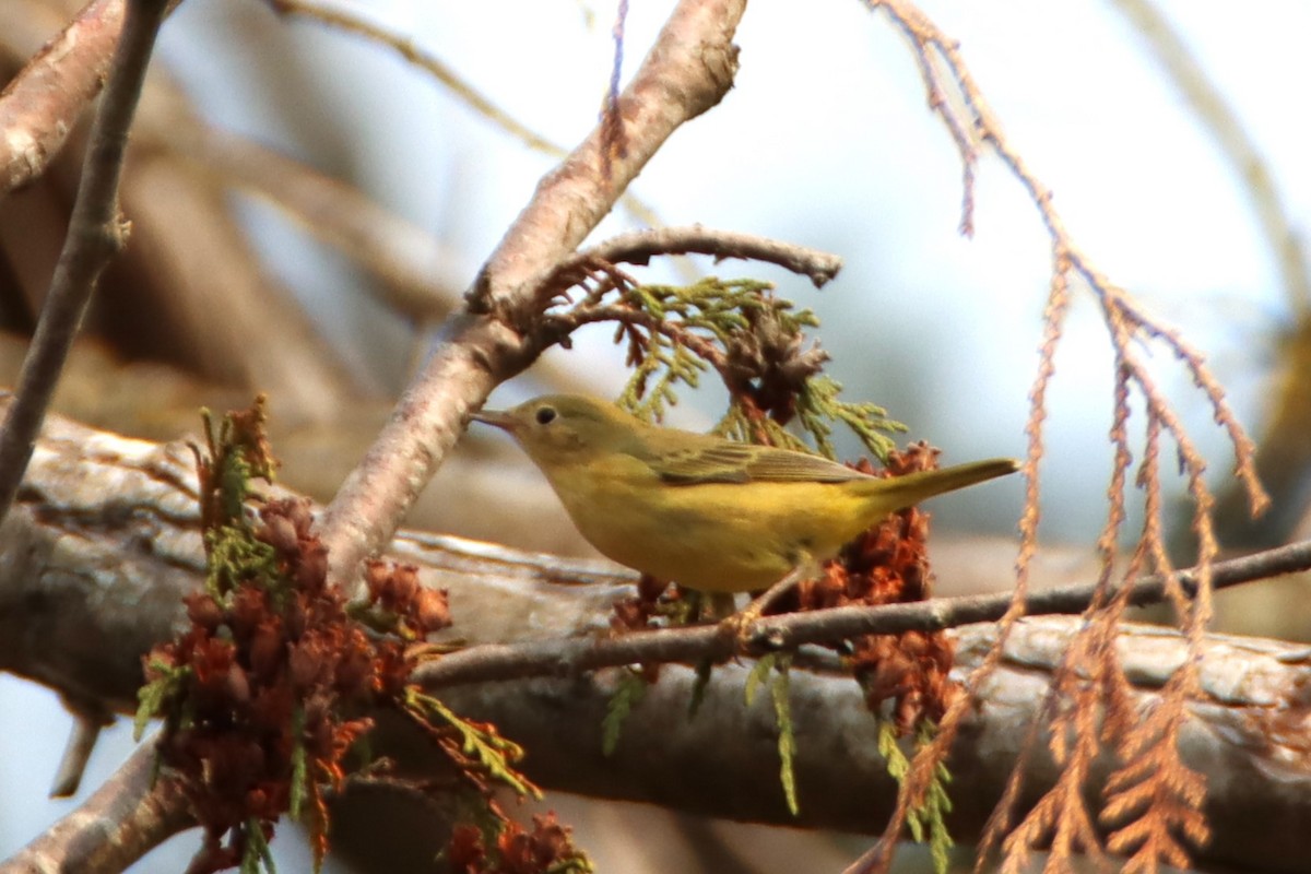 Yellow Warbler - ML623448028