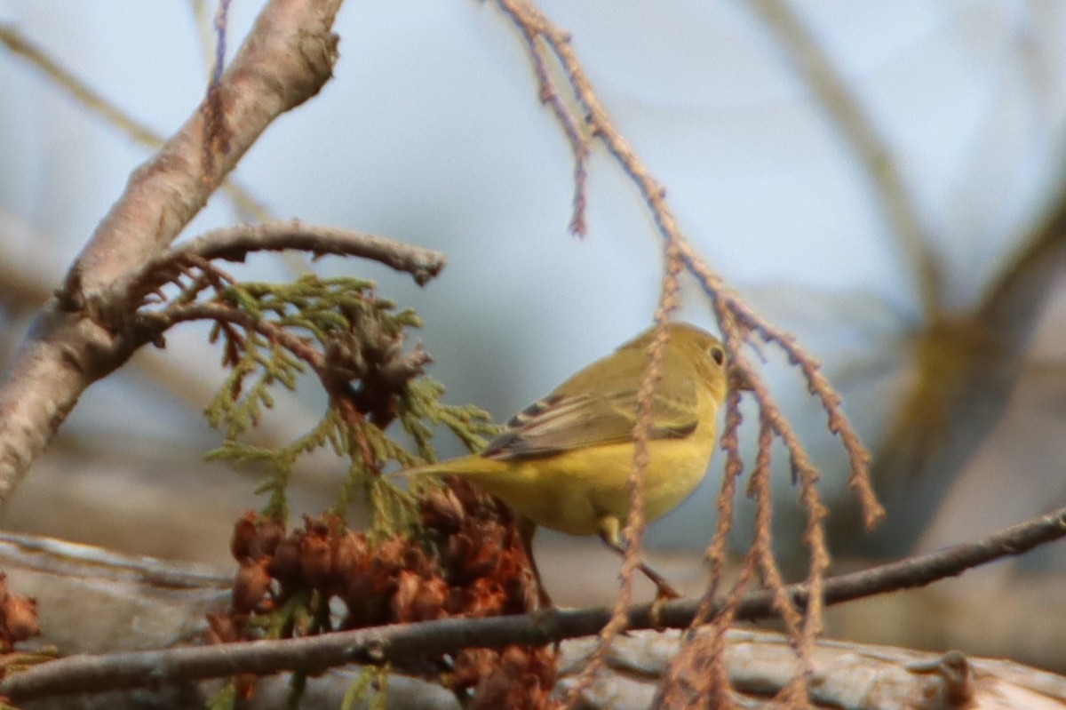 Yellow Warbler - ML623448032