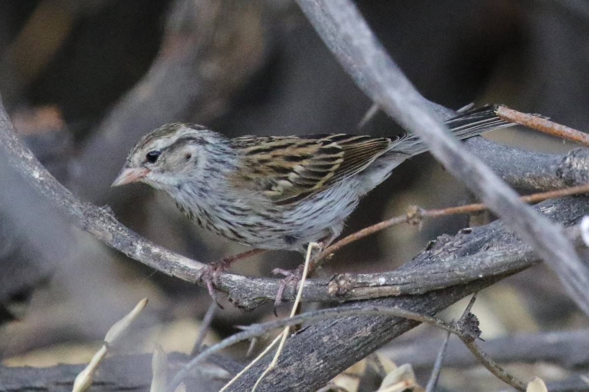 Chipping Sparrow - ML623448033