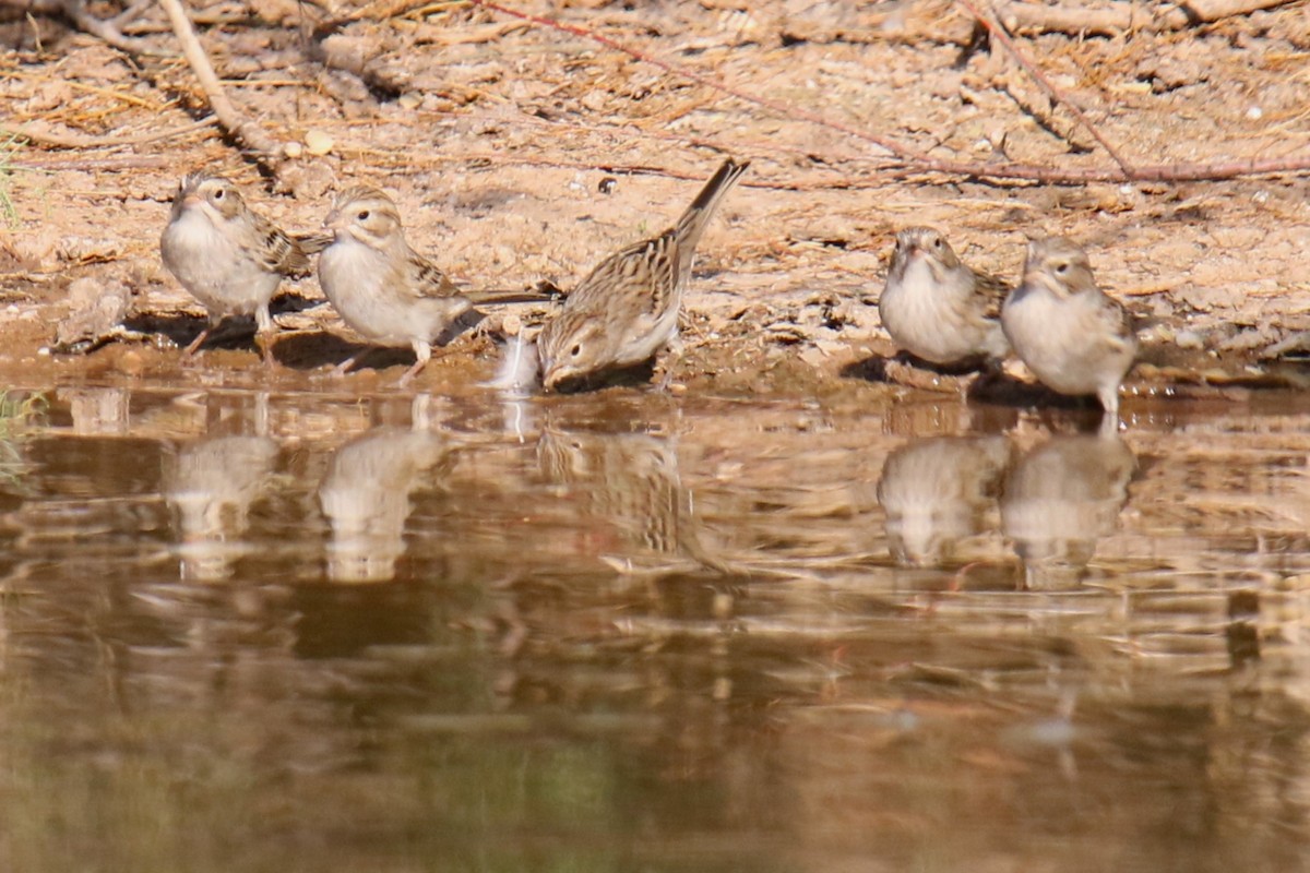 Brewer's Sparrow - ML623448039