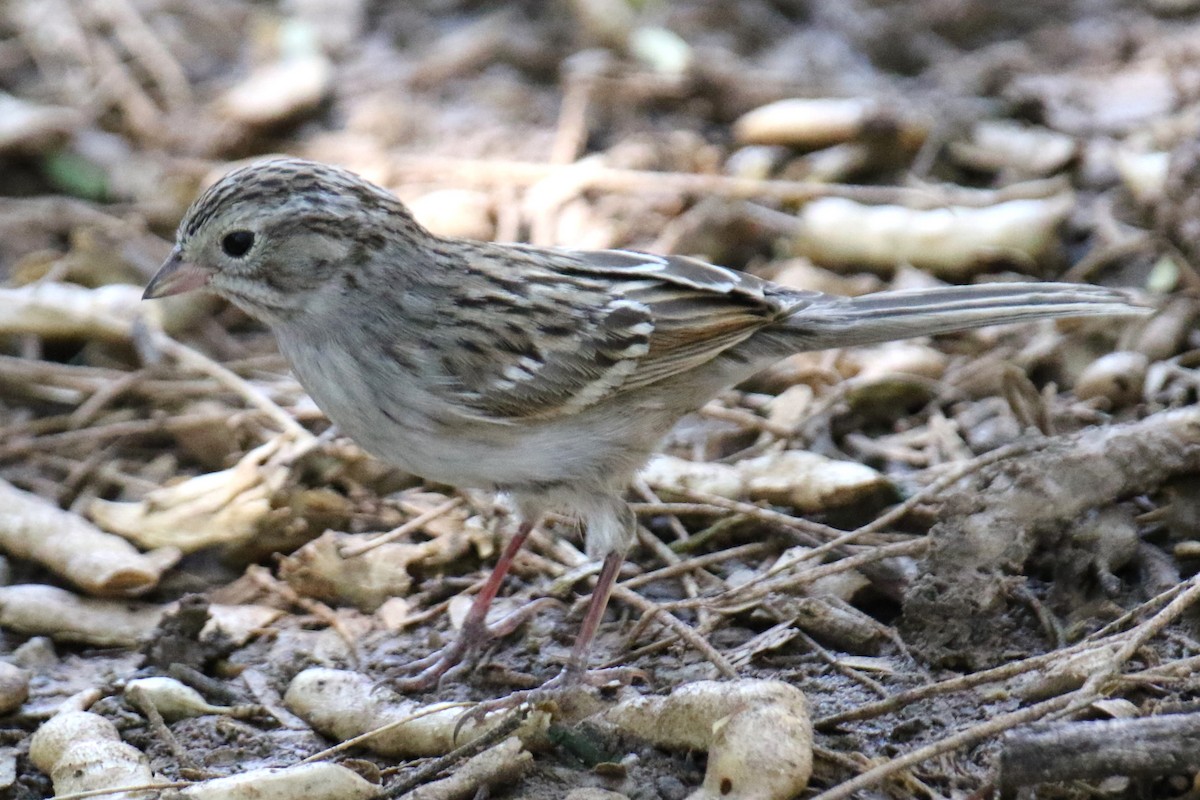 Brewer's Sparrow - Louis Hoeniger