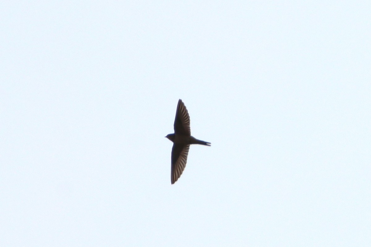 Barn Swallow - ML623448046