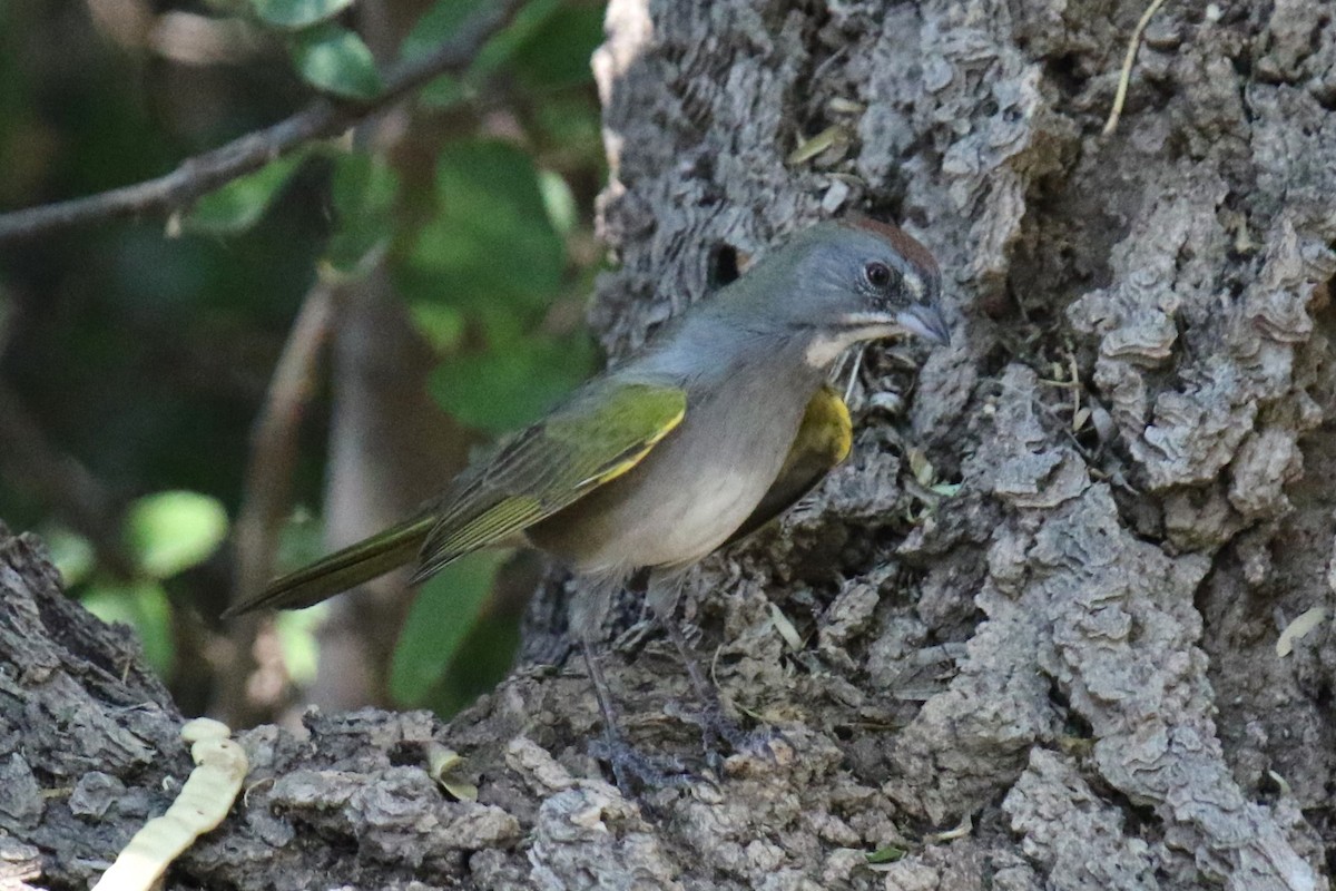 Green-tailed Towhee - ML623448055