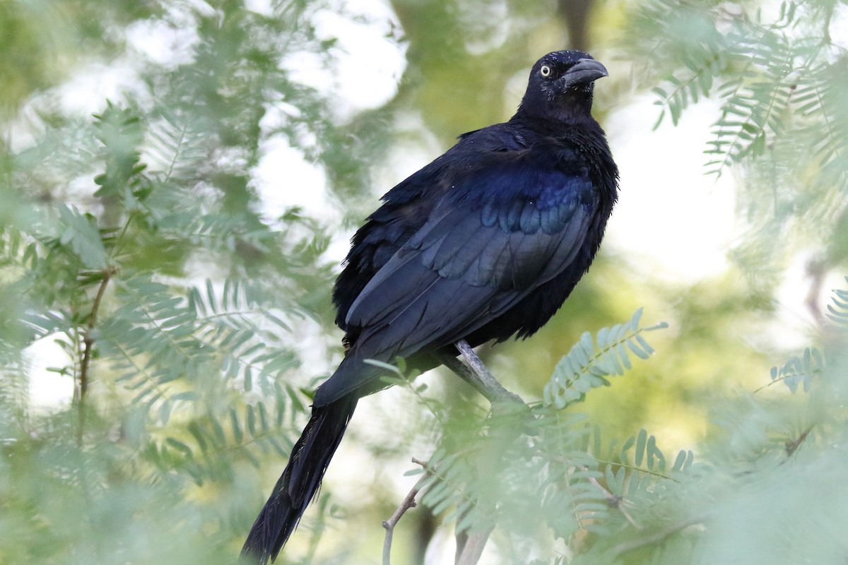 Great-tailed Grackle - ML623448065