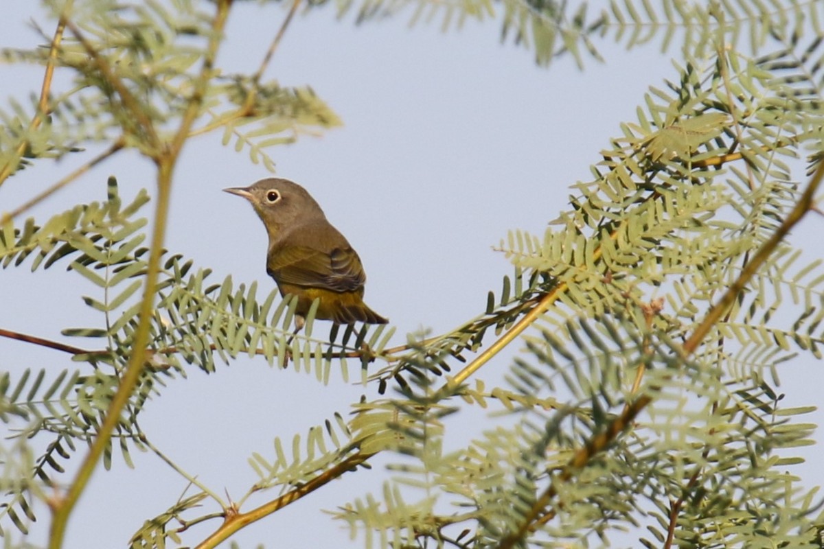 Nashville Warbler - ML623448068