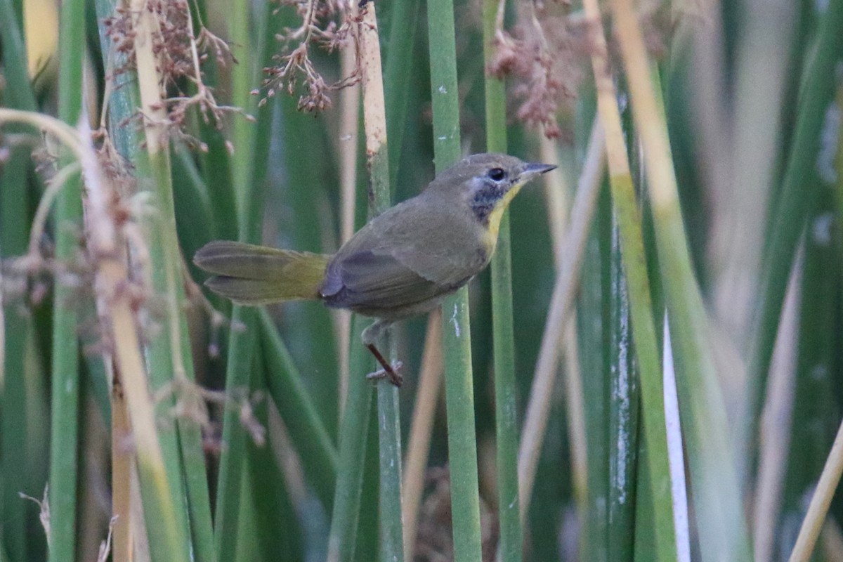 Common Yellowthroat - ML623448071