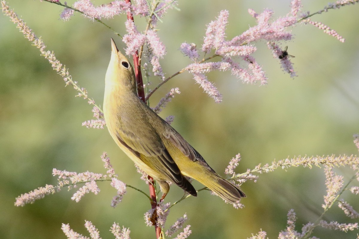 Yellow Warbler - ML623448086