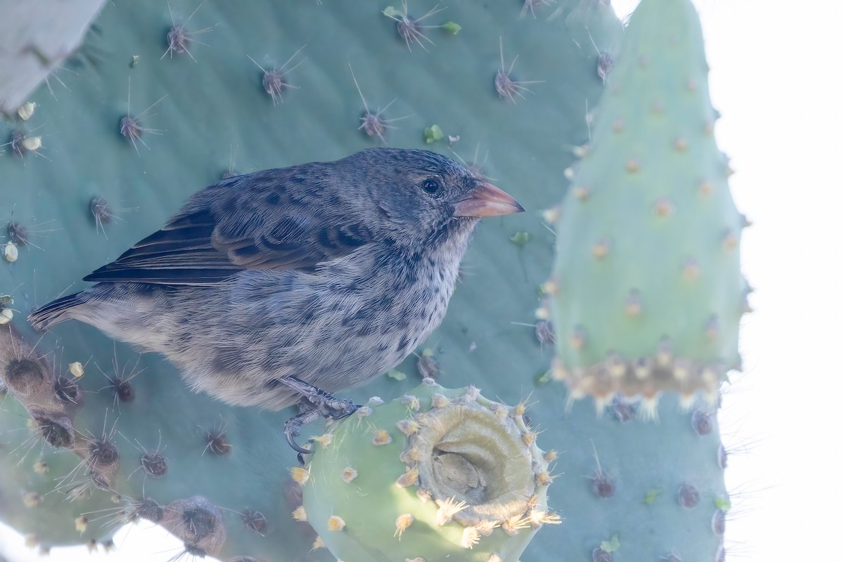 Common Cactus-Finch - Fred Hochstaedter