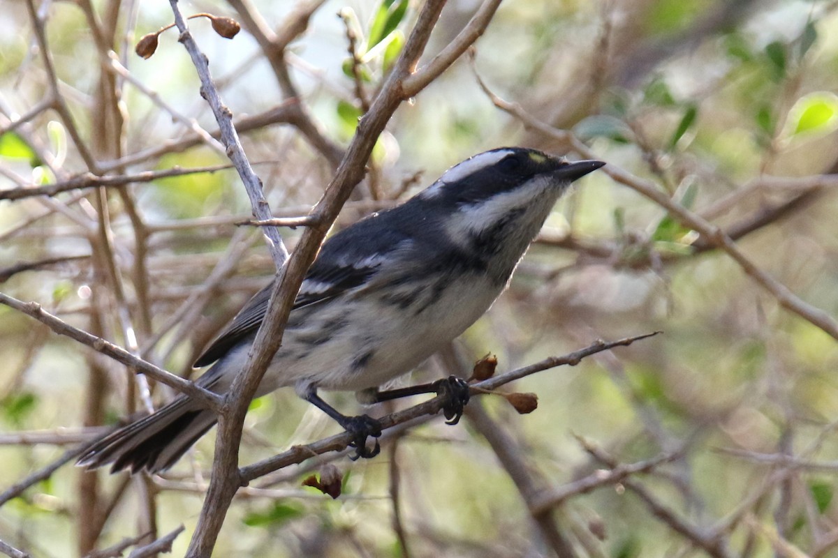 Black-throated Gray Warbler - ML623448102